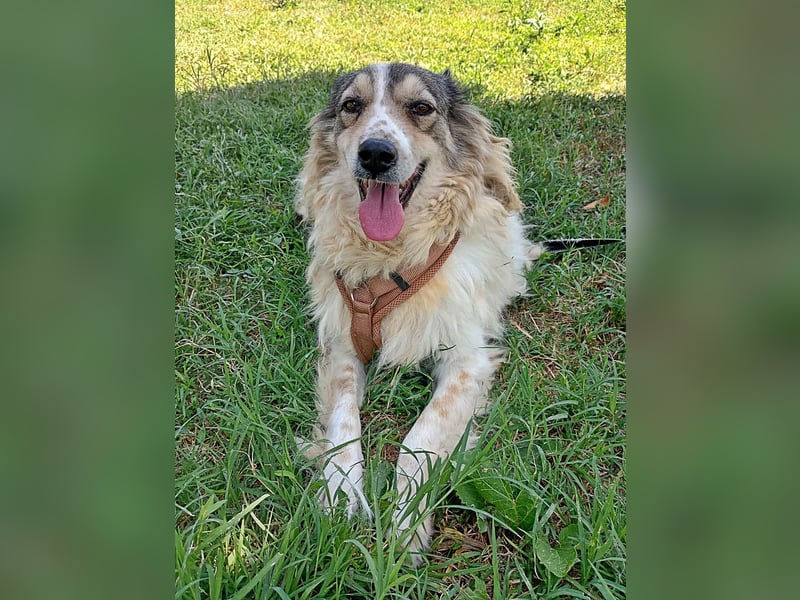 Carlotta, sucht einen Gnadenplatz