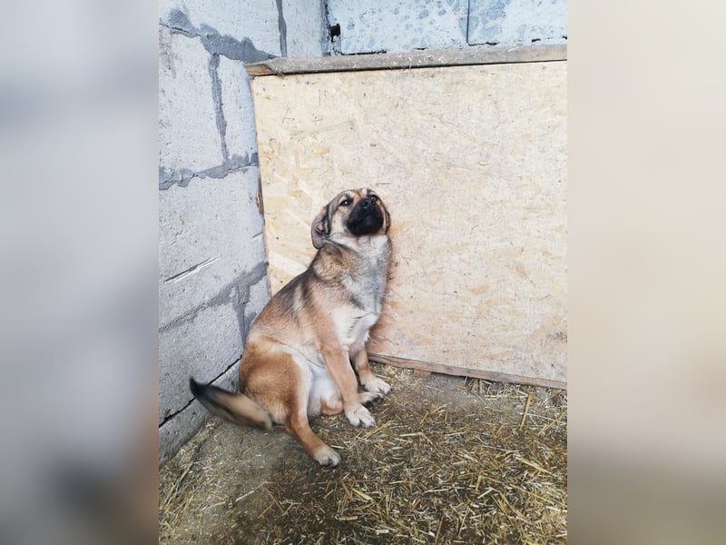 Kira, lieb und verspielt