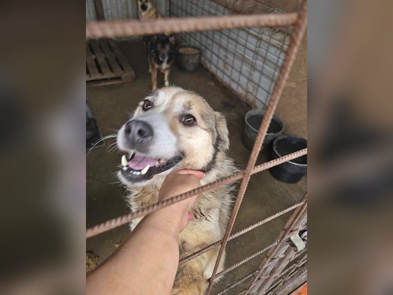 Charly (2), freundlich und neugierig