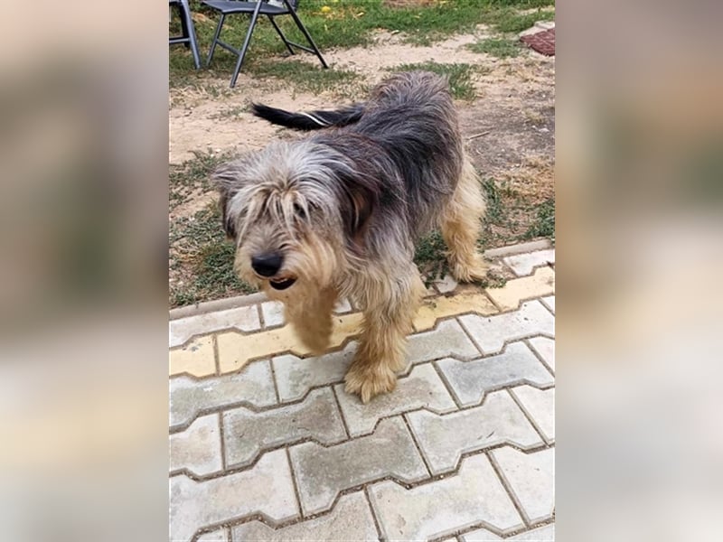 Akira, besonderes Hundemädchen sucht besondere Menschen