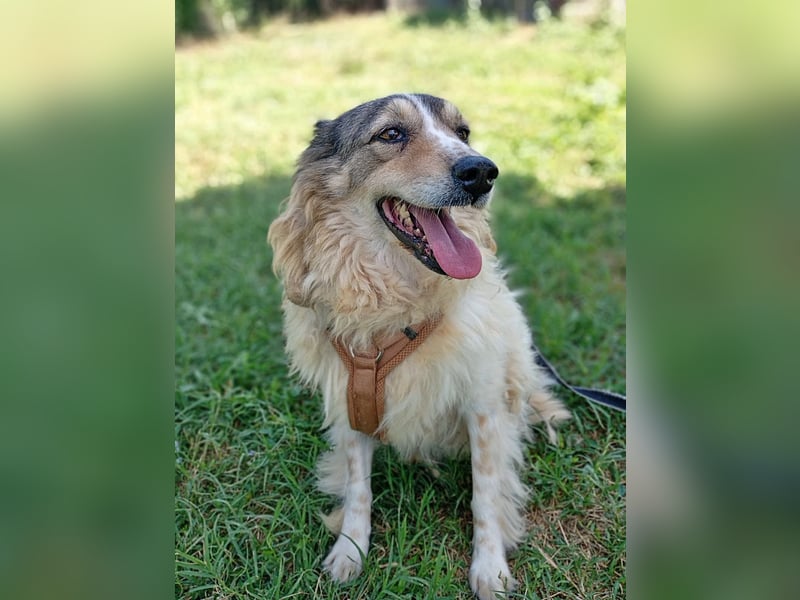 Carlotta, sucht einen Gnadenplatz