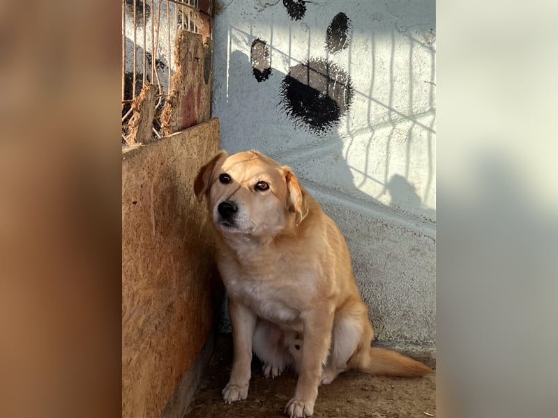 Nino, überfordert mit der Tierheimsituation, gestresst