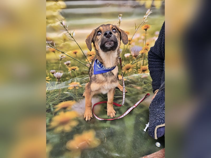 Boomer sucht das Abenteuer