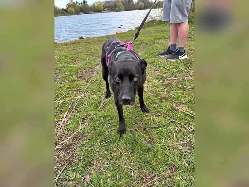 Bella, auf einer Pflegestelle in 48527 Nordhorn