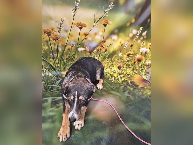 Nelly, sensible junge Hündin sucht ihr Glück