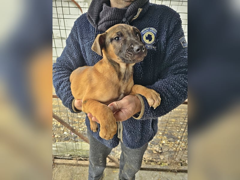 Lulu lustiges Welpenmädchen