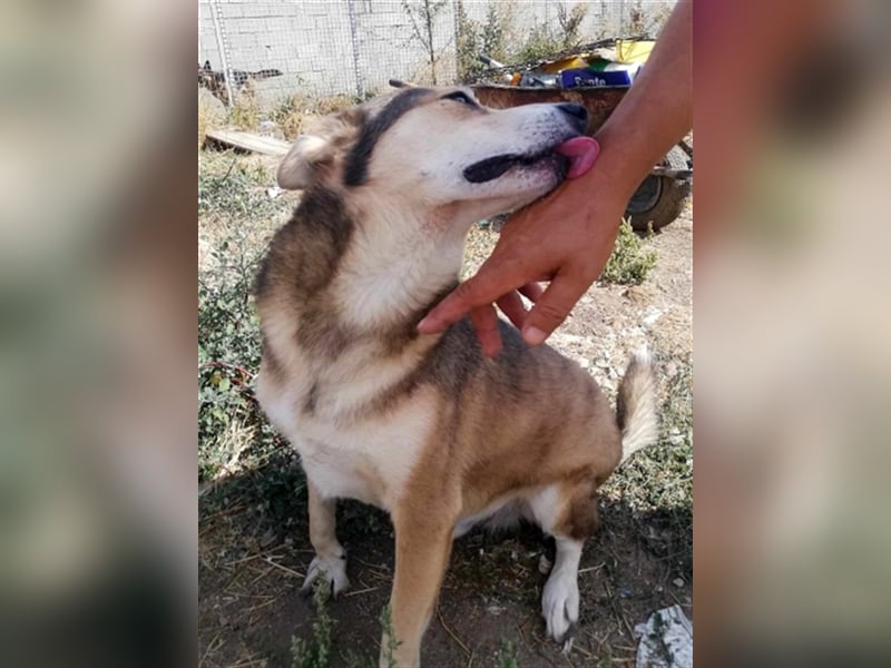 Kimba, sehr lieb aber etwas schüchtern