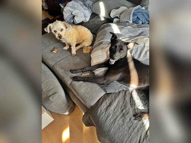 Bella, auf einer Pflegestelle in 48527 Nordhorn