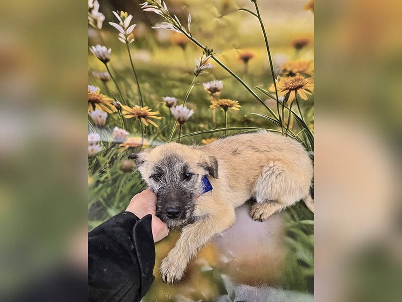 Toby, verspielt und lieb