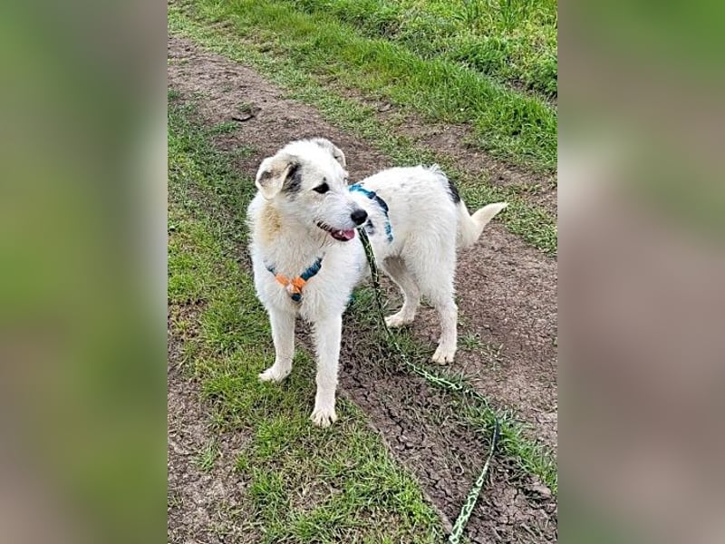 Daisy, sehr lieb und sozial