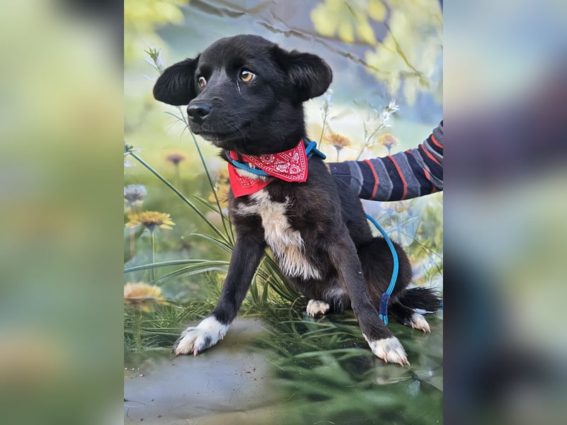 Sera, lieb aber noch etwas schüchtern