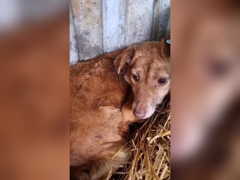 Lola ist eine Herausforderung
