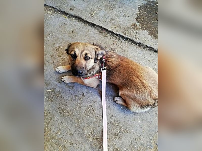 Kira, lieb und verspielt