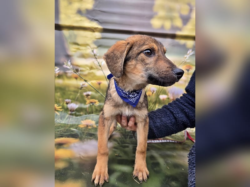 Boomer sucht das Abenteuer