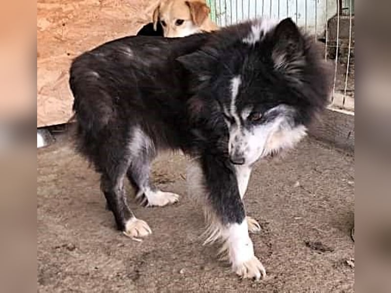 Speedy, Gnadenplatz gesucht