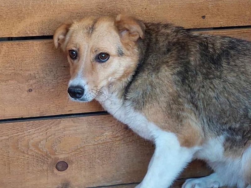 Naomi, ruhige und soziale Hündin