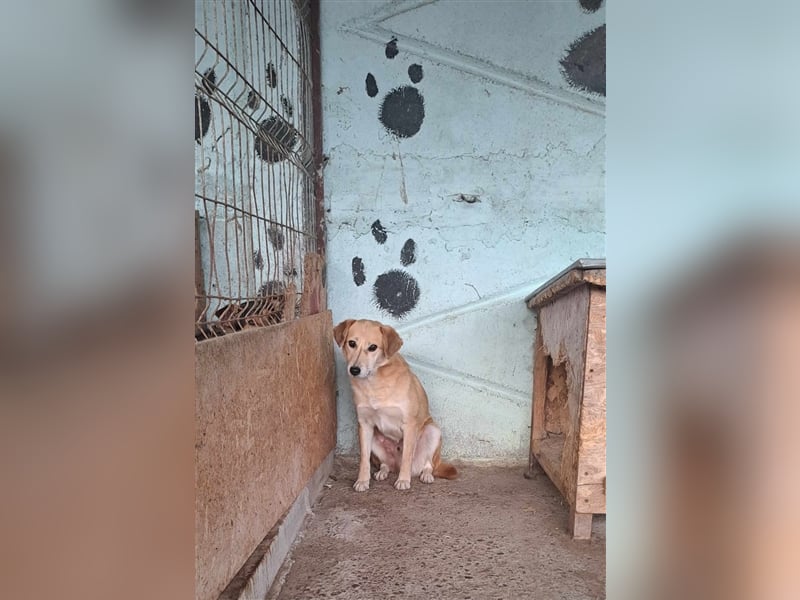 Nino, überfordert mit der Tierheimsituation, gestresst