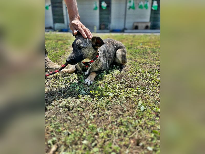 Nala, freundlich, schüchtern und zurückhaltend