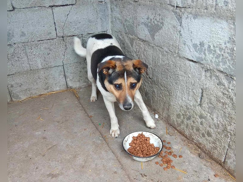 Leo 3, sucht einen Gnadenplatz