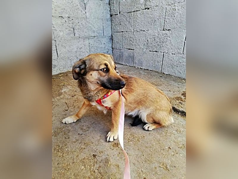 Kira, lieb und verspielt