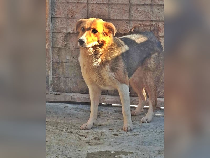 Naomi, ruhige und soziale Hündin