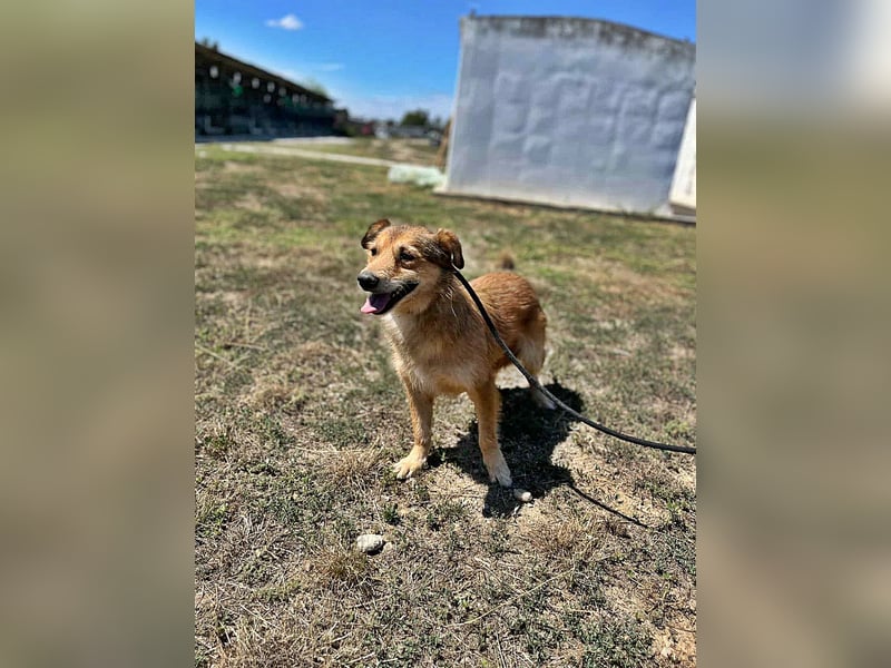 Maxi, zurückhaltender Hundebub sucht ein hundeerfahrenes Zuhause