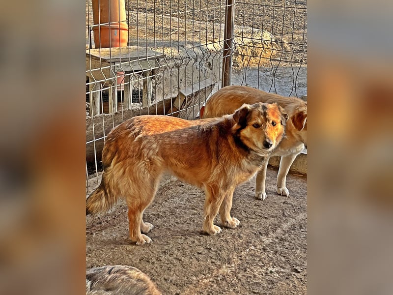 Maxi, zurückhaltender Hundebub sucht ein hundeerfahrenes Zuhause