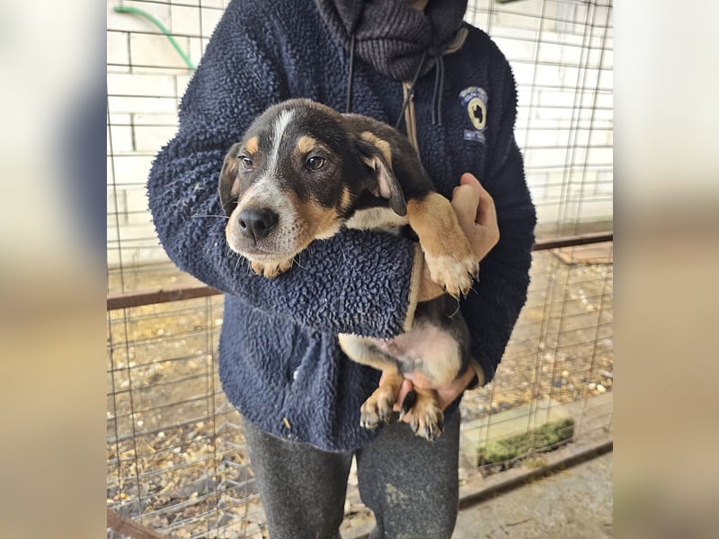 Paul wünscht sich ein Zuhause