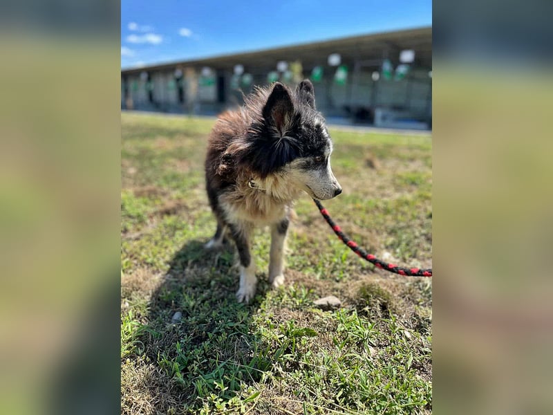 Speedy, Gnadenplatz gesucht