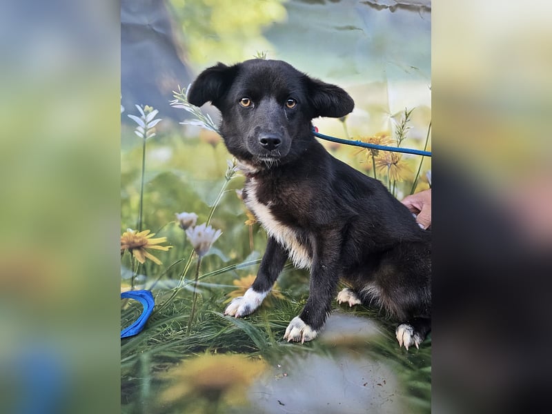 Sera, lieb aber noch etwas schüchtern