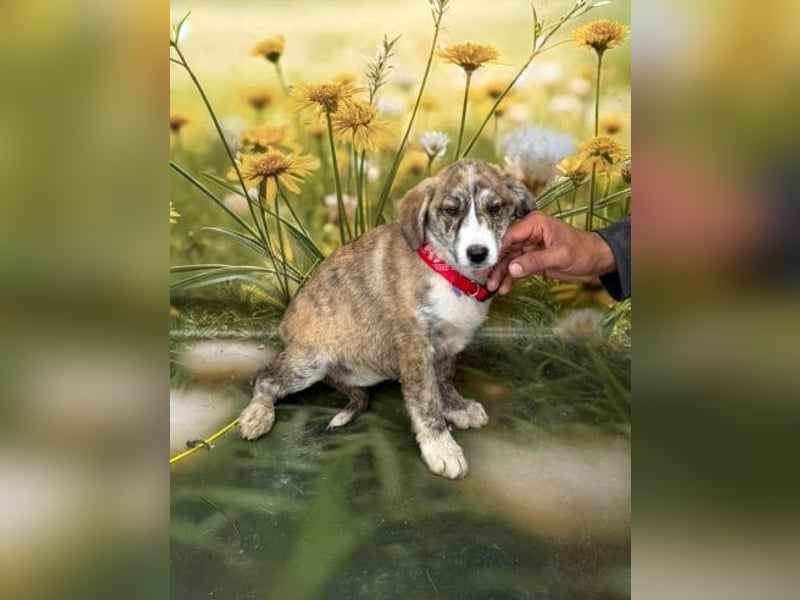 Raya, abenteuerlustiges Welpenmädchen