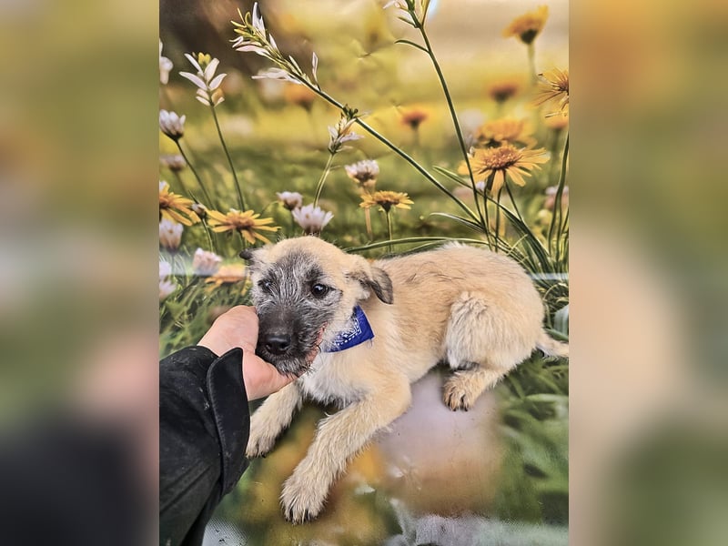 Toby, verspielt und lieb
