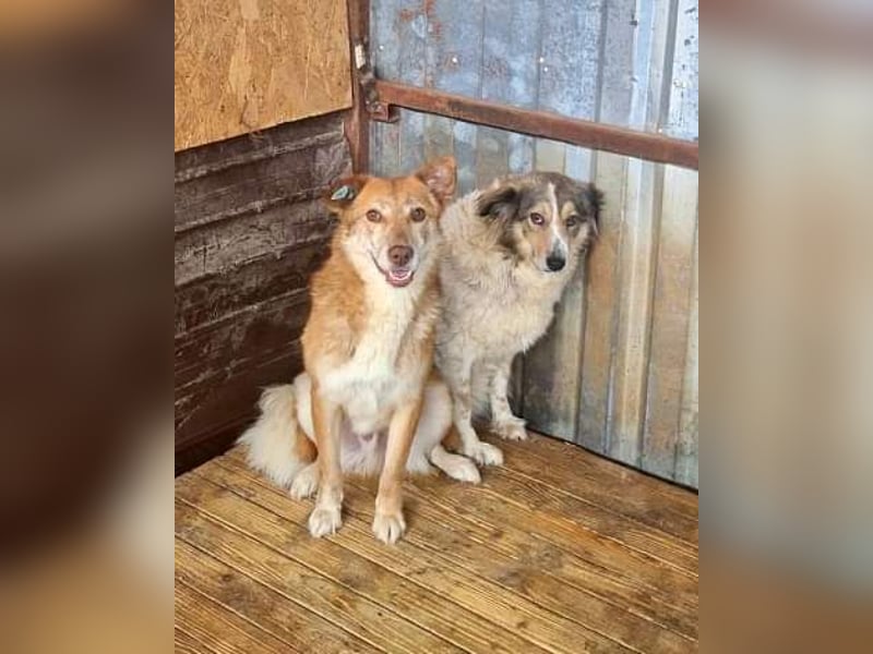 Carlotta, sucht einen Gnadenplatz