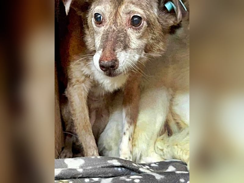 Lola ist eine Herausforderung