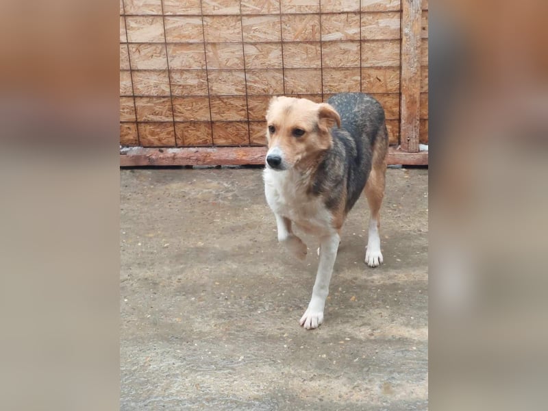 Naomi, ruhige und soziale Hündin