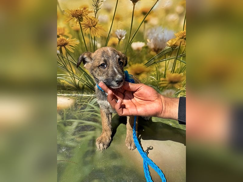 Peanut, neugierig und verspielt