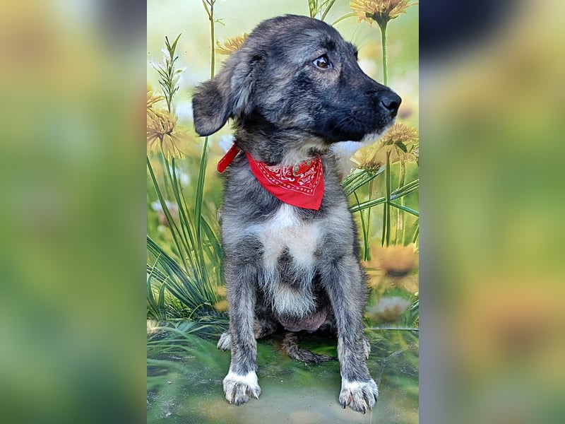 Xena, abenteuerlustiges Welpenmädchen