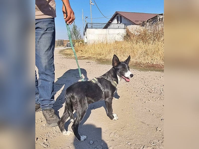 Kohaku, verspielt und lieb
