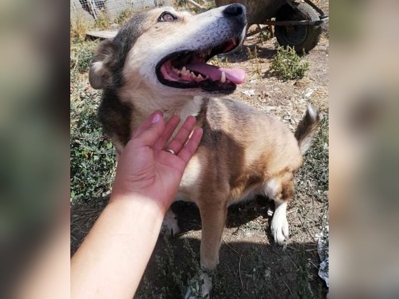 Kimba, sehr lieb aber etwas schüchtern