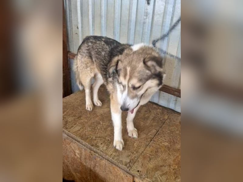 Charly (2), freundlich und neugierig