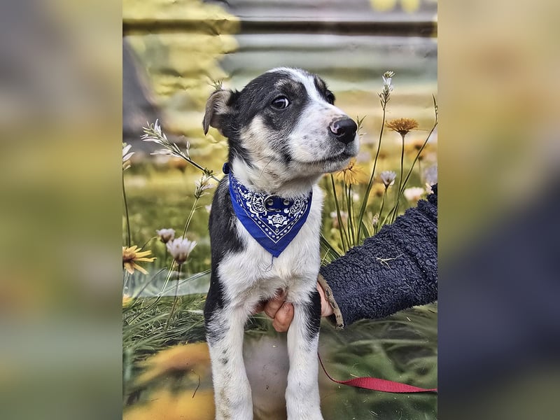 Joey, kleiner Herzensbrecher