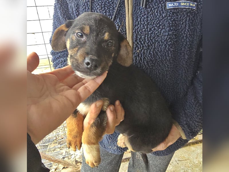 Lotti, kleines Mädchen sucht großes Glück