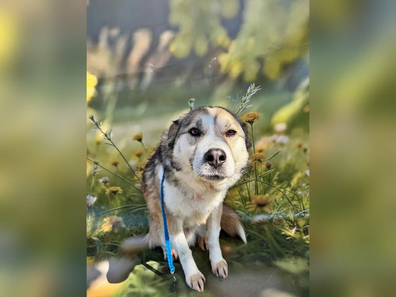 Charly (2), freundlich und neugierig