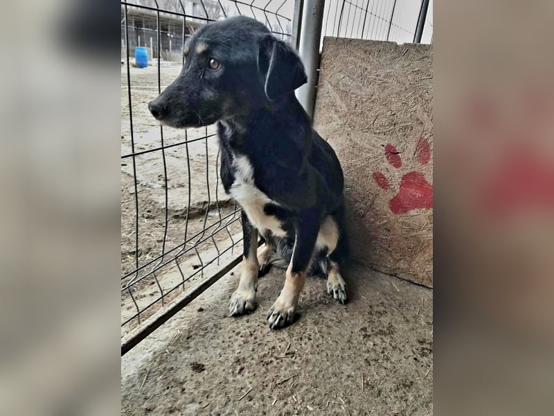 Chicco, muss Vertrauen aufbauen