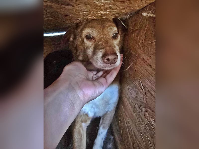 Lola ist eine Herausforderung