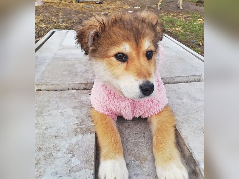 Priya * reserviert *