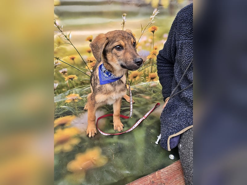 Boomer sucht das Abenteuer