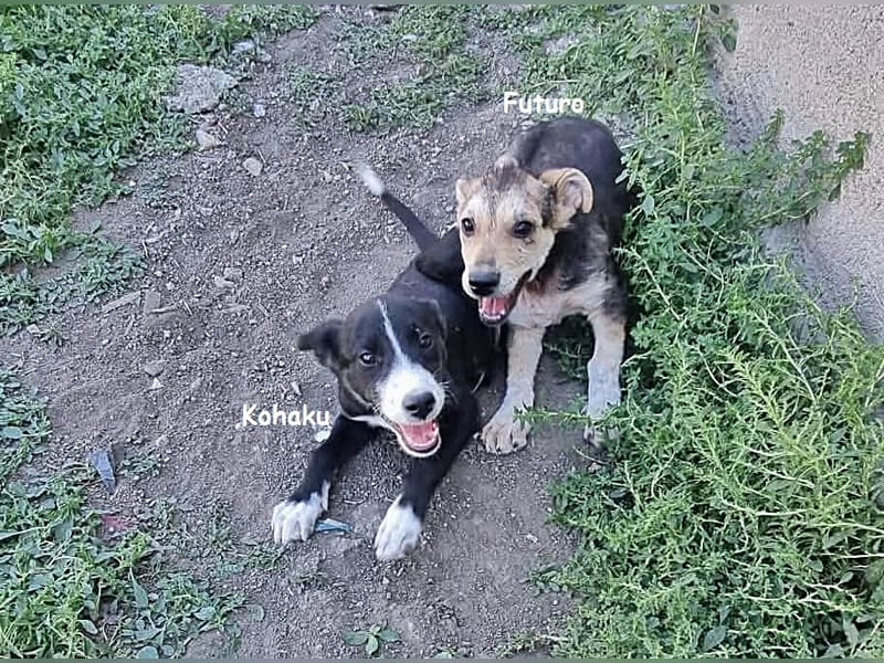 Kohaku, verspielt und lieb