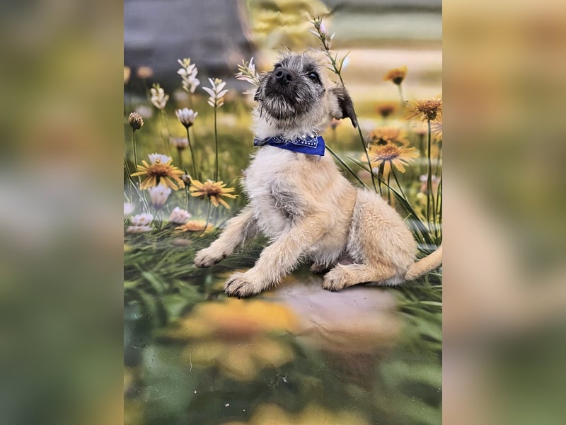 Toby, verspielt und lieb