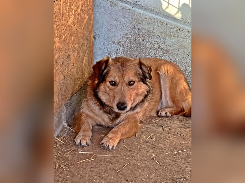 Maxi, zurückhaltender Hundebub sucht ein hundeerfahrenes Zuhause